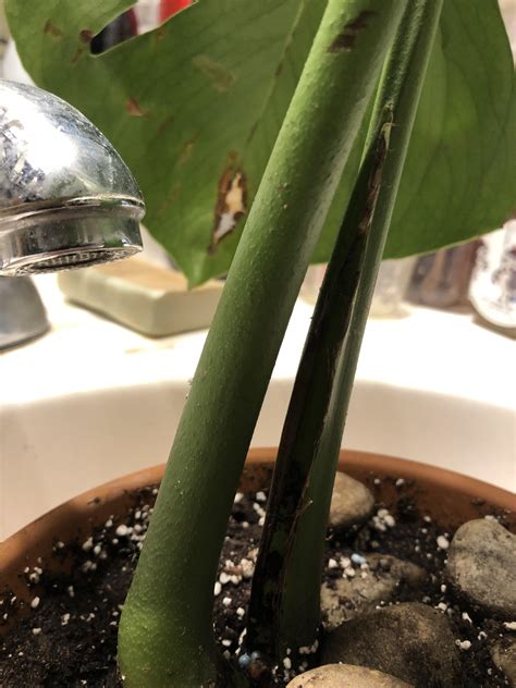 bumps on monstera stem|Understanding Brown On Monstera Stem: Causes。